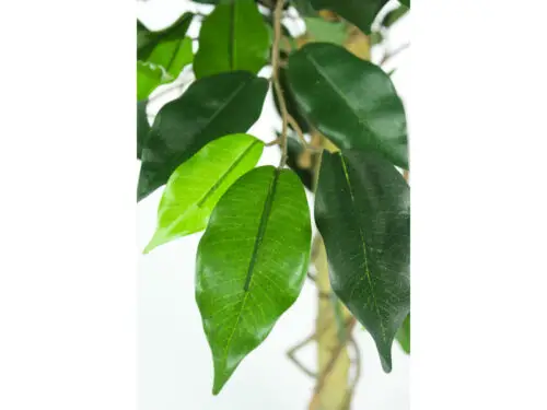 Kunstplant ficus 150 cm - Afbeelding 2