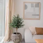 Olijfboom huren